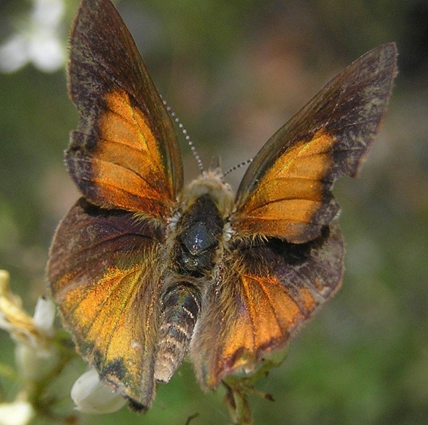 Eltham Copper Butterfly Habitat Protection ensured during Hurstbridge Line Duplication Main Image